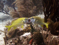   French grunts doing mirrorlike game Riviera Maya Mexico mirror-like mirror like  